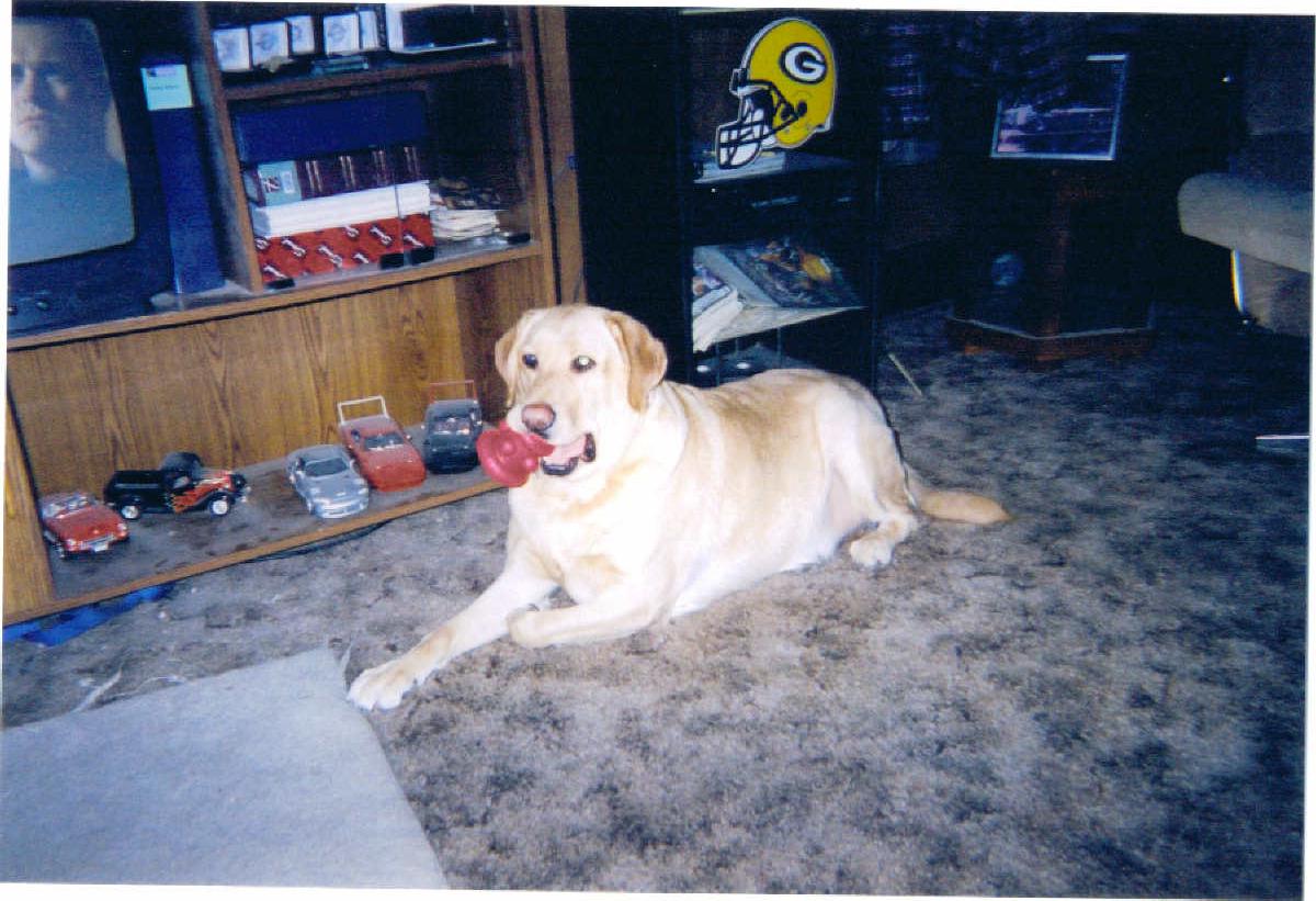 Nube lying with his ball in his mouth--he's hardly ever without the ball in his mouth