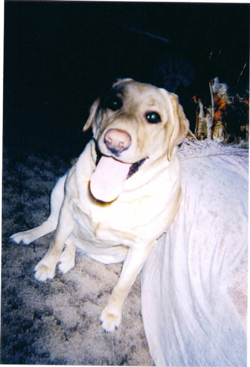 My dog Nube--sitting with his long tongue hanging out of his mouth