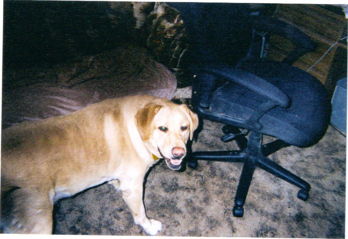 Nube standing by my desk--looks like he's smiling