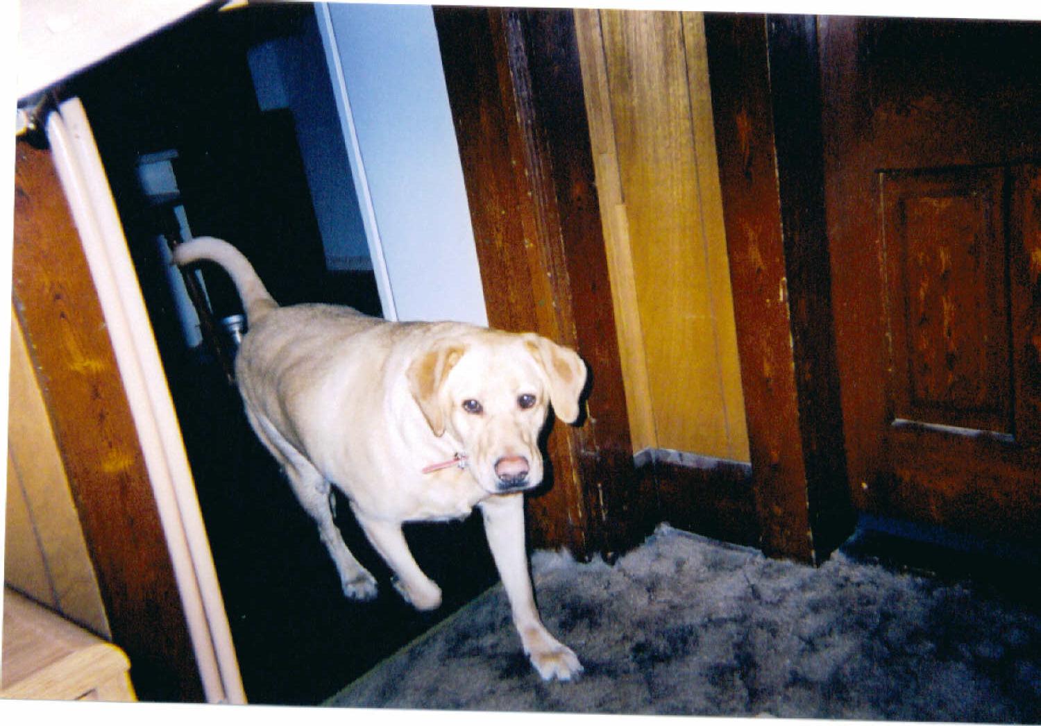 Nube walking into the living room